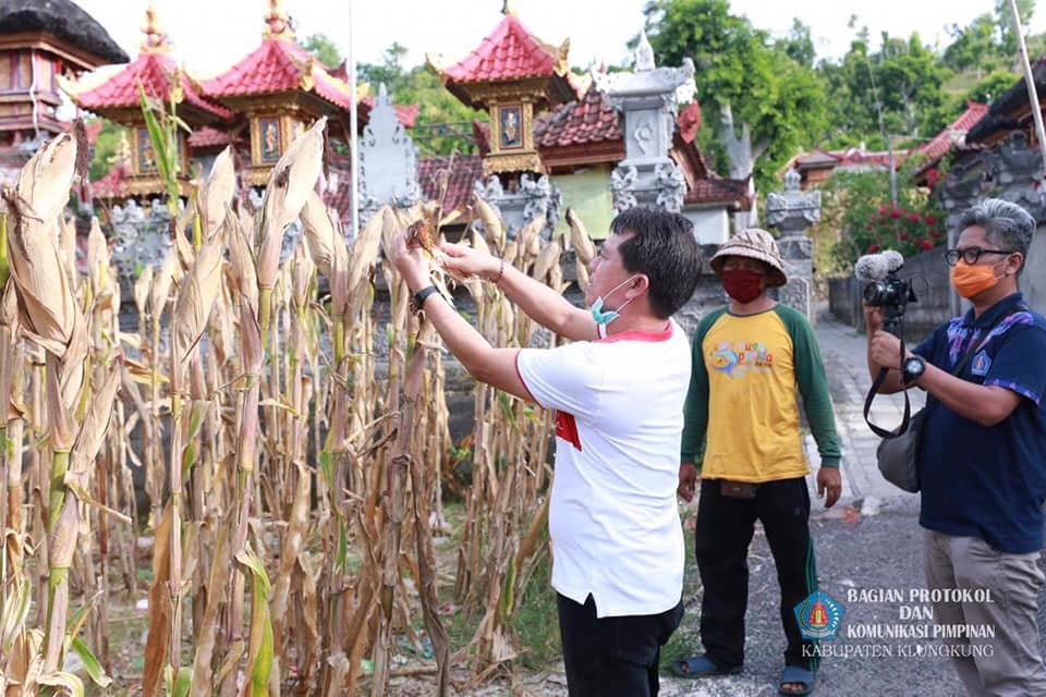 Bupati_Suwirta_Apresiasi_Sektor_Pertanian_Nusa_Penida.jpg