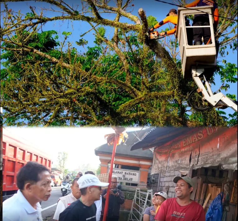 Bupati Klungkung, I Made Satria, meninjau langsung proses pemangkasan pohon perindang di Jalan Raya Besakih, Desa Akah